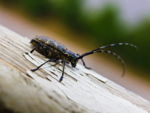 Asian Longhorned Beetle