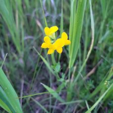 Bird's Foot Trefoil Bird's Foot Trefoil