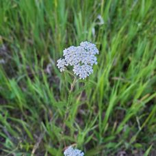 Common Yarrow Common Yarrow